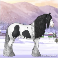 Horse Color:Black Splash Tobiano 
