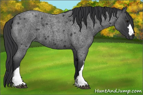 Horse Color:Blue Roan
