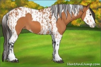Horse Color:Bay Splash Tobiano Appaloosa  and Bay Splash Tobiano Appaloosa 