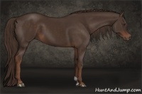 Horse Color:Liver Chestnut 