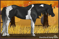 Horse Color:Gray Smoky Black Tobiano 