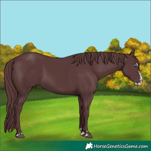 Horse Color:Chocolate Black Splash 
