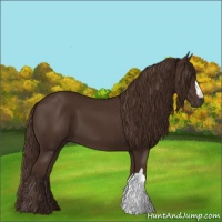 Horse Color:Liver Chestnut 