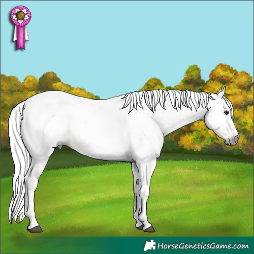 Horse Color:Gray Buckskin 