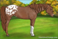 Horse Color:Chestnut Appaloosa