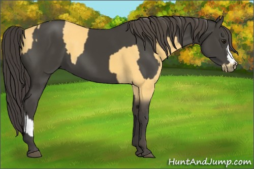 Horse Color:Buckskin  and Smoky Black 