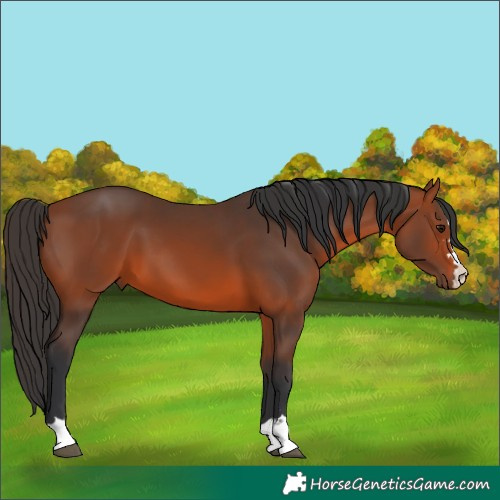 Horse Color:Bay 