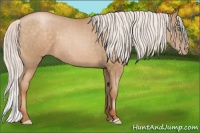 Horse Color:Silver Buckskin Roan Pearl 