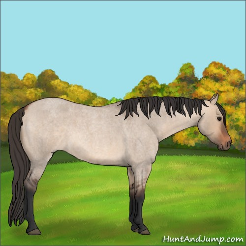 Horse Color:Bay Roan Dun 