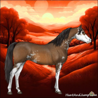 Horse Color:Buckskin Sabino 