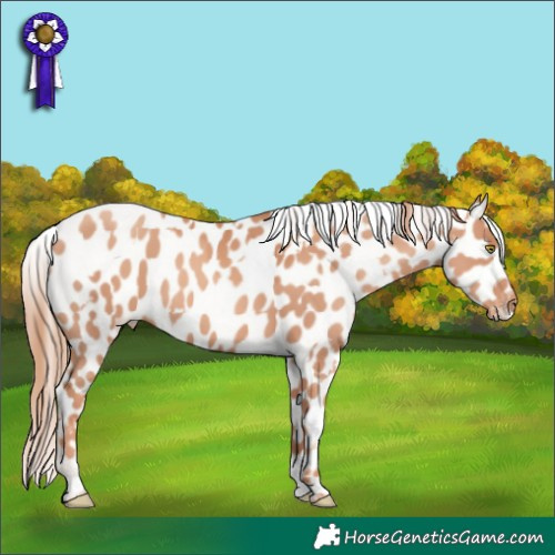 Horse Color:Gold Champagne Appaloosa  and Gold Champagne Appaloosa 