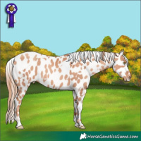 Horse Color:Gold Champagne Appaloosa and Gold Champagne Appaloosa