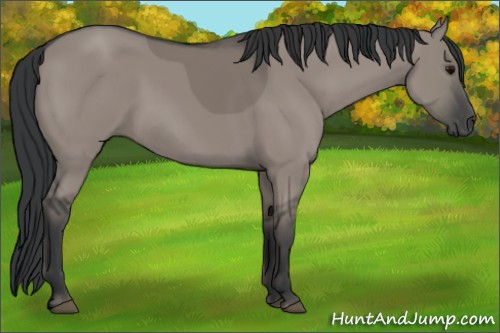Horse Color:Grullo 