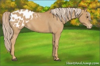 Horse Color:Palomino Frame Appaloosa 