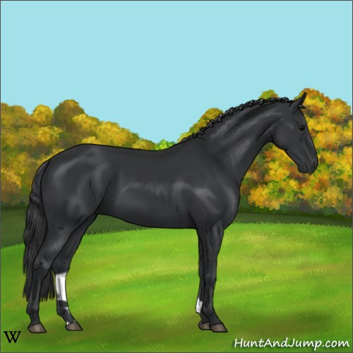 Horse Color:Black 