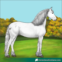 Horse Color:Gray Silver Black