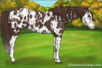 Horse Color:Liver Chestnut Sabino Splash Appaloosa and Liver Chestnut Sabino Splash Appaloosa