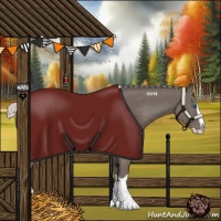 Horse Color:Silver Black Splash
