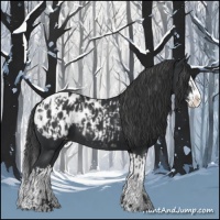 Horse Color:Black Sabino Splash Appaloosa  and Black Sabino Splash Appaloosa 