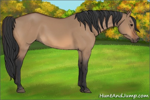 Horse Color:Bay Dun 
