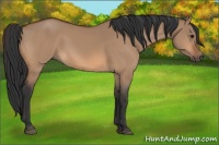 Horse Color:Bay Dun 