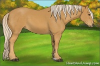Horse Color:Palomino 