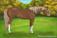 Horse Color:Gray Chestnut 