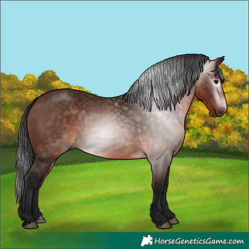 Horse Color:Gray Bay 