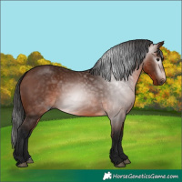 Horse Color:Gray Bay 