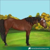 Horse Color:Gray Bay 