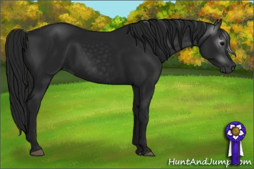 Horse Color:Gray Black