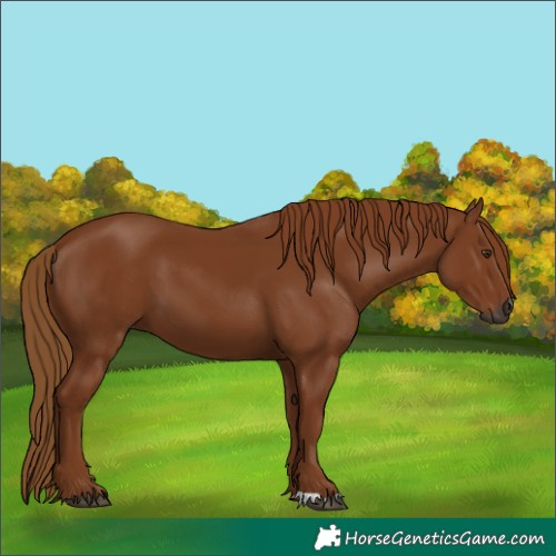 Horse Color:Gray Chestnut 