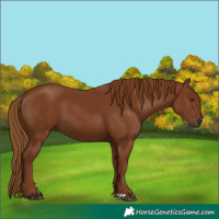 Horse Color:Gray Chestnut 