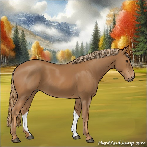 Horse Color:Chestnut 