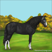 Horse Color:Gray Black 