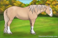 Horse Color:Gold Champagne Splash 