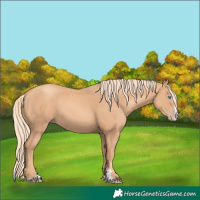 Horse Color:Gold Champagne Splash