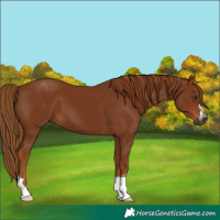 Horse Color:Gray Chestnut 