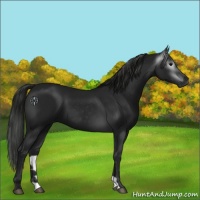 Horse Color:Gray Black 