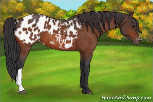 Horse Color:Bay Near Leopard