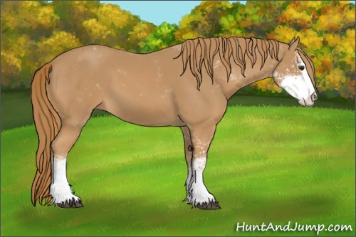 Horse Color:Chestnut Sabino
