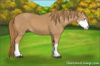 Horse Color:Chestnut Sabino 