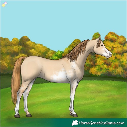 Horse Color:Red Dun Sabino 