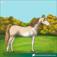 Horse Color:Red Dun Sabino 