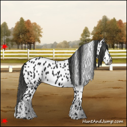 Horse Color:Gray Black Leopard
