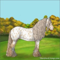Horse Color:Red Dun Appaloosa 