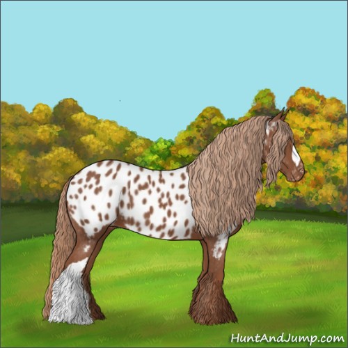Horse Color:Chestnut Appaloosa 