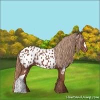 Horse Color:Chestnut Appaloosa 