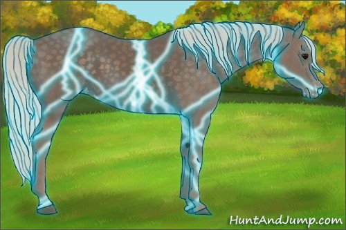 Horse Color:Thunderstruck Silver Black Appaloosa 