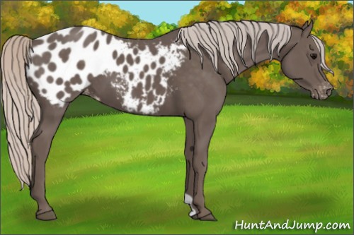 Horse Color:Silver Black Appaloosa 